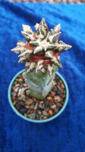 Ariocarpus kotschoubeyanus3